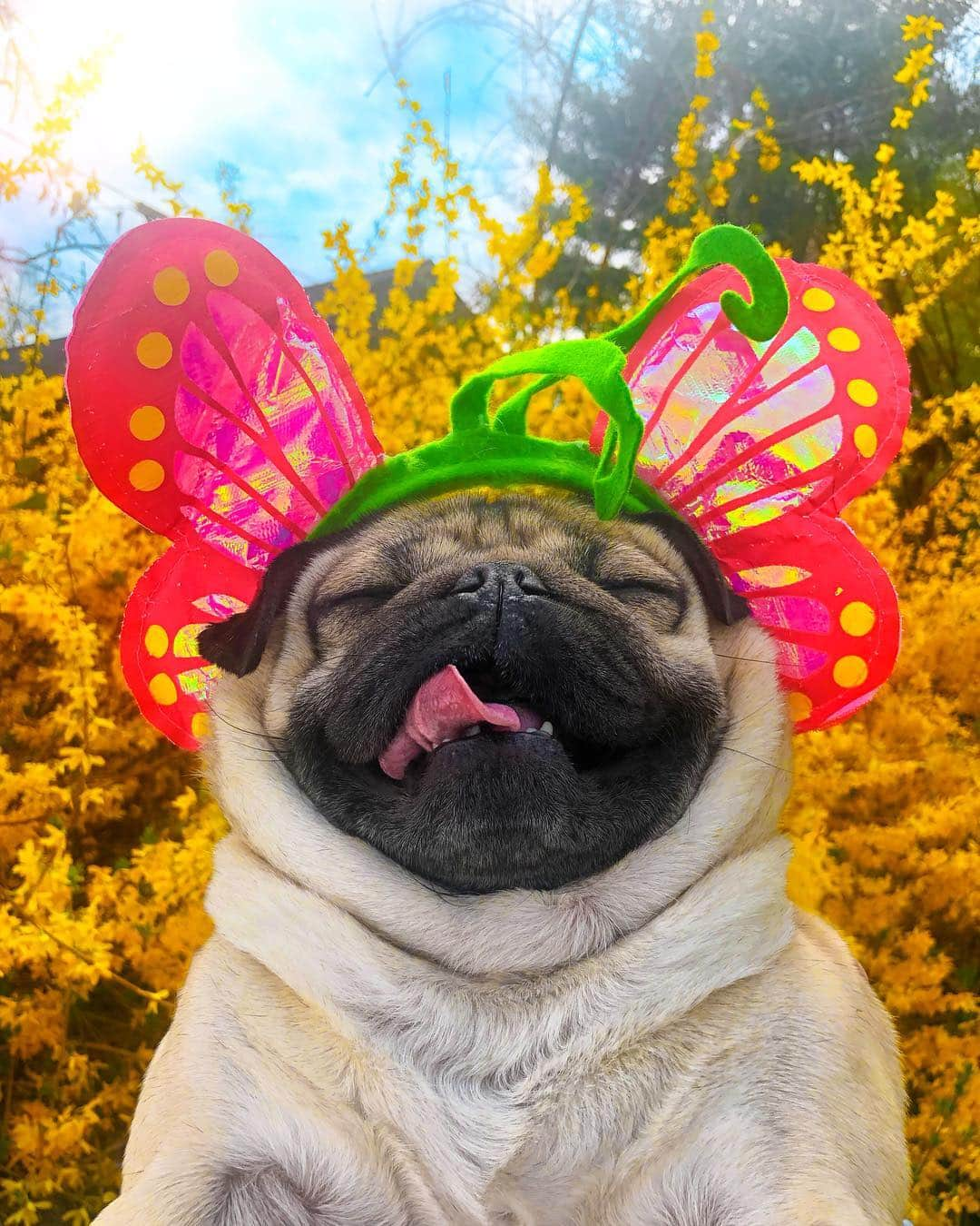 itsdougthepugさんのインスタグラム写真 - (itsdougthepugInstagram)「“Ur my puggerfly, sugar baby” -Doug」3月31日 1時24分 - itsdougthepug