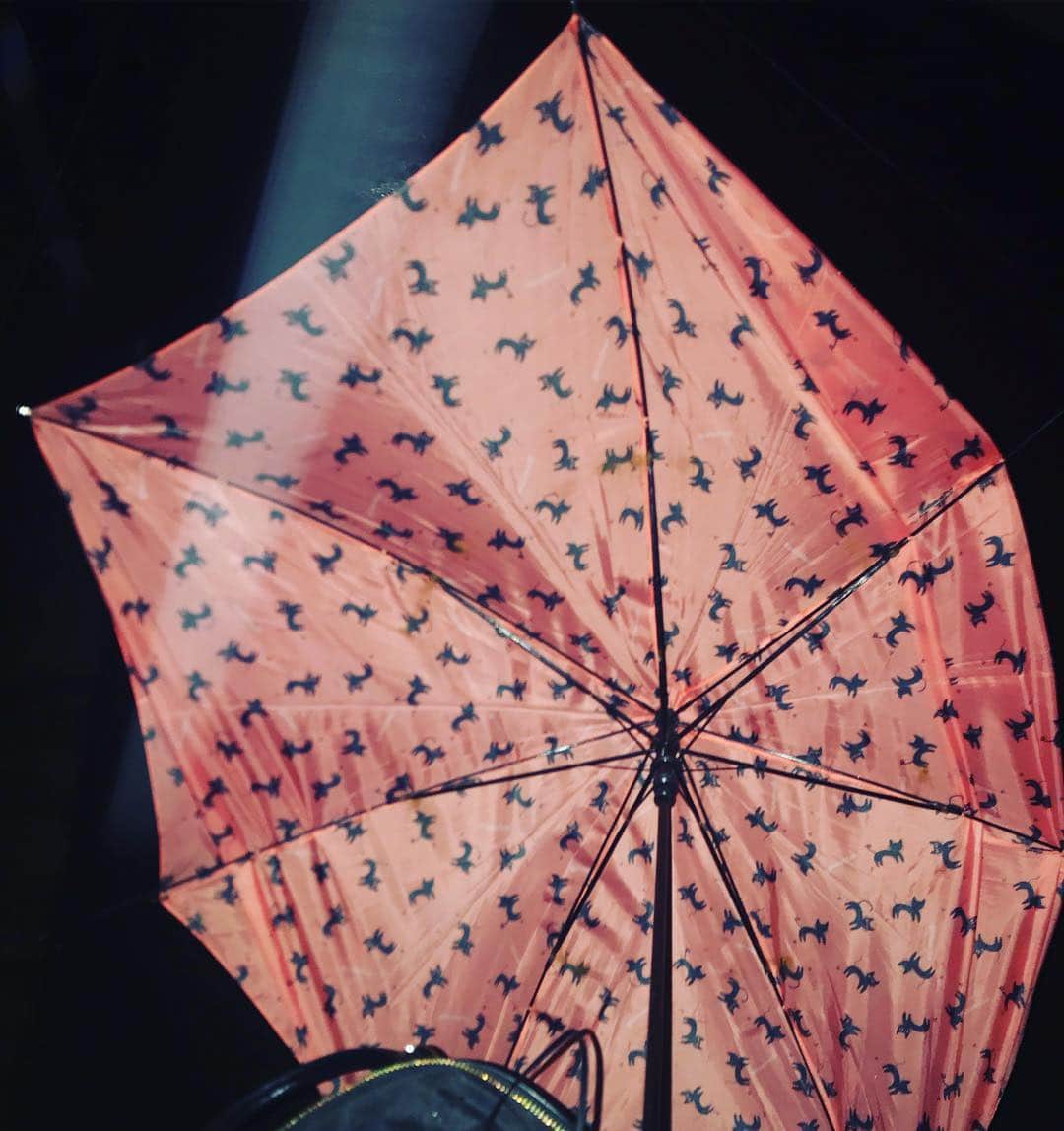 とくひされなさんのインスタグラム写真 - (とくひされなInstagram)「#傘 #開いたら #めちゃくちゃやった #雨 #猫」3月31日 1時34分 - renatokuhisa