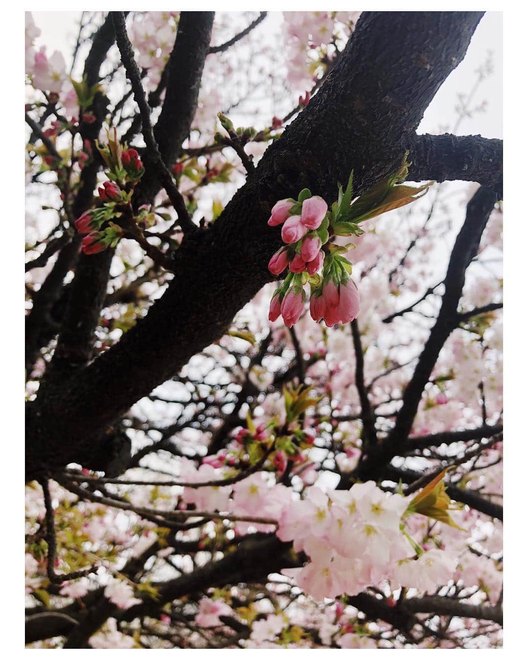 水谷望愛さんのインスタグラム写真 - (水谷望愛Instagram)「🌸 ❤️ ❤️ ❤️ 春ってテンションあがるぅー🌷 素敵な一年になるといいね😊 #🍡#🌸」3月31日 1時41分 - noa0209_x_x_