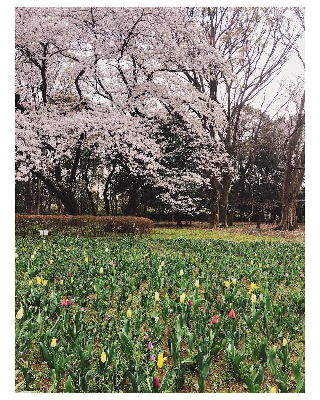 水谷望愛さんのインスタグラム写真 - (水谷望愛Instagram)「🌸 ❤️ ❤️ ❤️ 春ってテンションあがるぅー🌷 素敵な一年になるといいね😊 #🍡#🌸」3月31日 1時41分 - noa0209_x_x_