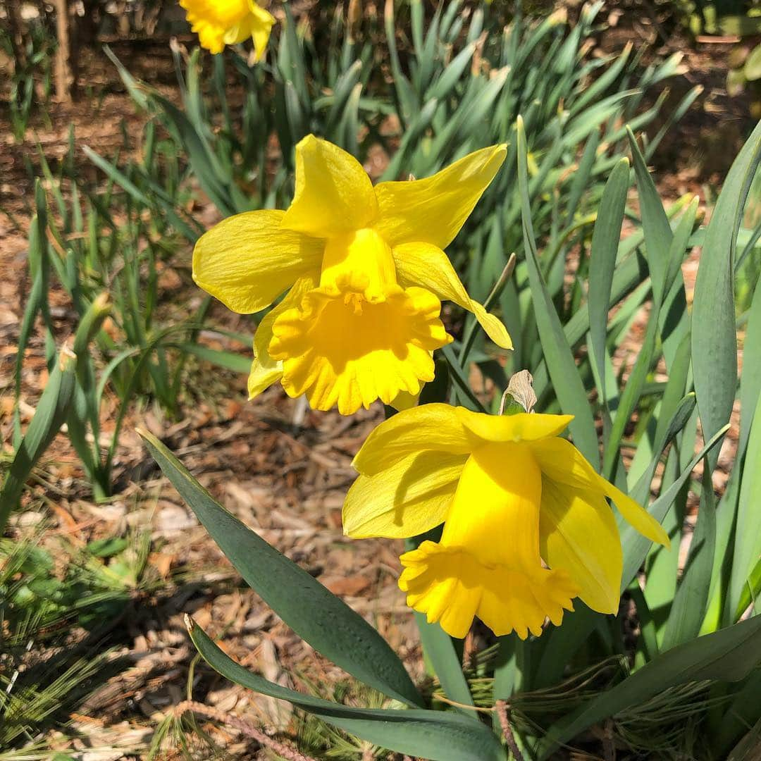 スーザン・ルッチさんのインスタグラム写真 - (スーザン・ルッチInstagram)「SPRING!!! It’s here—it’s really here!!! The birds are singing, too!!! Have a beautiful weekend!!! 😍😍😍」3月31日 2時01分 - therealsusanlucci