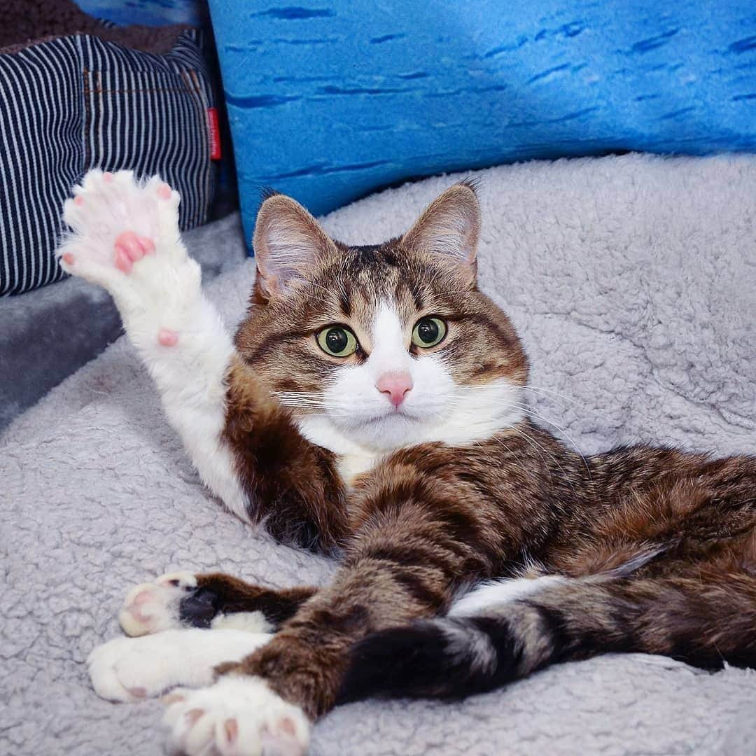 Aww Clubさんのインスタグラム写真 - (Aww ClubInstagram)「Raise your hand if you successfully waste 1/4 of 2019⠀ ⠀ 📷@rexiecat⠀ ⠀ *Note: Rexie was mistreated by people in his kittenhood end ended up with a broken backbone. Cats like Rexie are amazing and should never be underrated, let alone euthanized only because people assume they are "defective". They by no means are. They're full of life and love to give back to their humans who shower them with good care⠀ ⠀ #meowed #rexiecat #Livingemojicat #catlife #mylife #relatable #me」3月31日 2時00分 - meowed