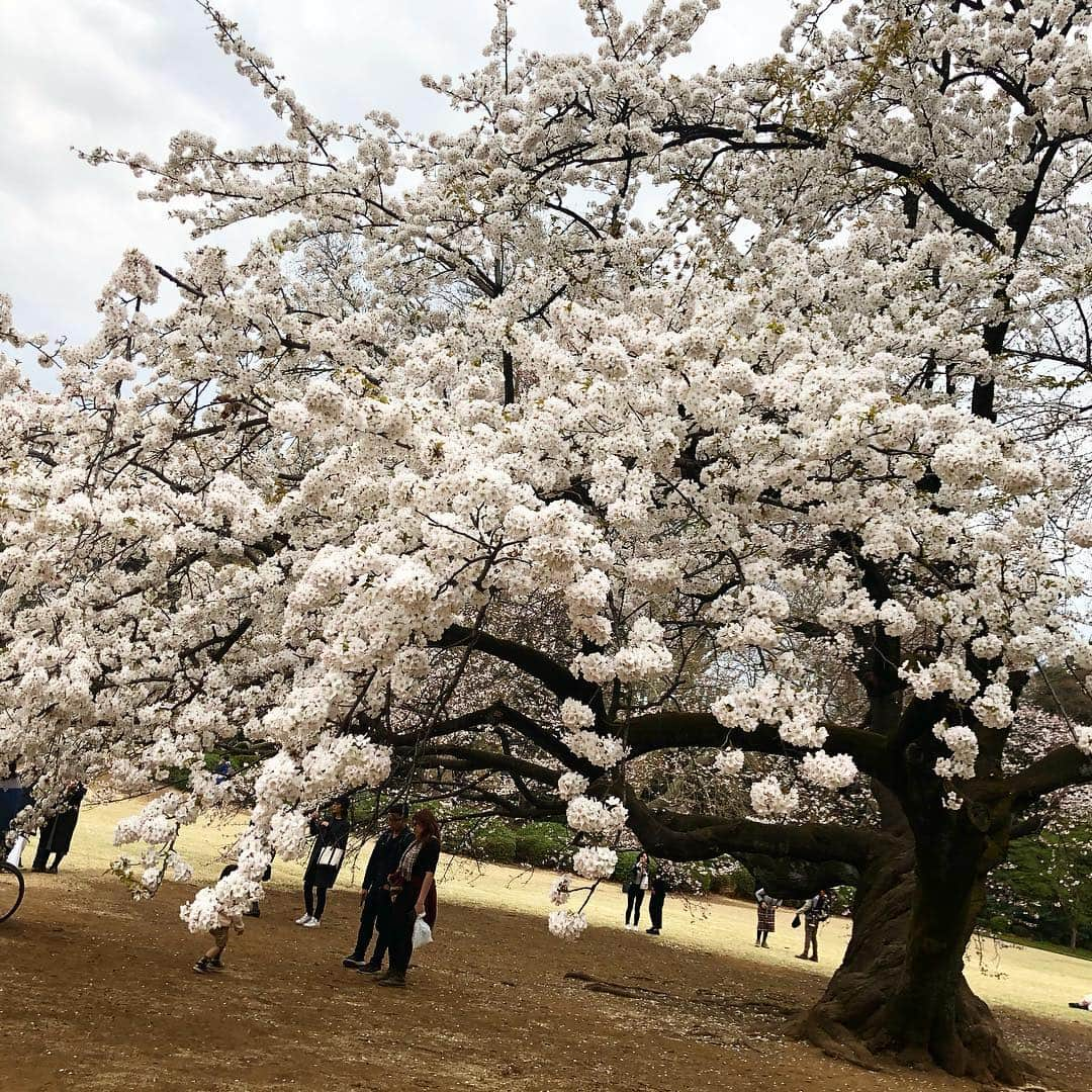 鈴木蛍さんのインスタグラム写真 - (鈴木蛍Instagram)「初めてのお花見&新宿御苑🌸 可愛くて綺麗で、色んな種類の桜があってお散歩してて気持ち良かった♪ #お花見 #桜 #新宿御苑 #花粉症 #お散歩」3月30日 17時09分 - jphotaru