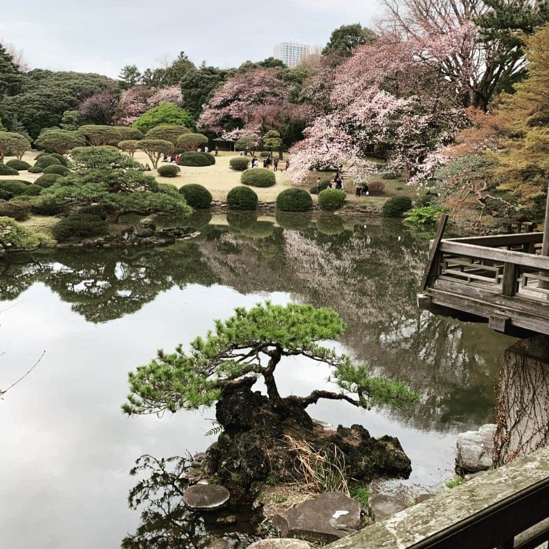 鈴木蛍さんのインスタグラム写真 - (鈴木蛍Instagram)「初めてのお花見&新宿御苑🌸 可愛くて綺麗で、色んな種類の桜があってお散歩してて気持ち良かった♪ #お花見 #桜 #新宿御苑 #花粉症 #お散歩」3月30日 17時09分 - jphotaru