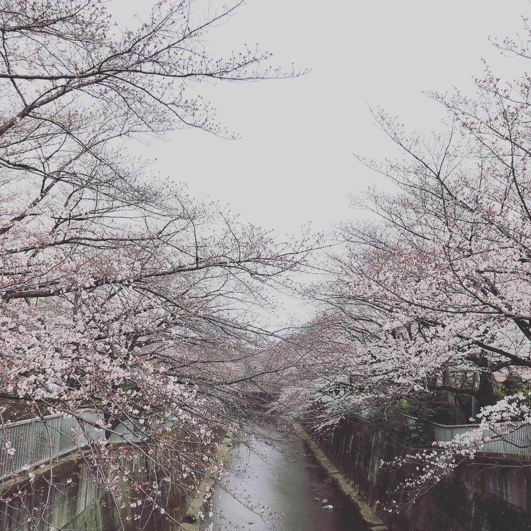 ミズノマリさんのインスタグラム写真 - (ミズノマリInstagram)「お花見散歩★3時間くらい歩き続けた。」3月30日 17時26分 - mari_mizuno