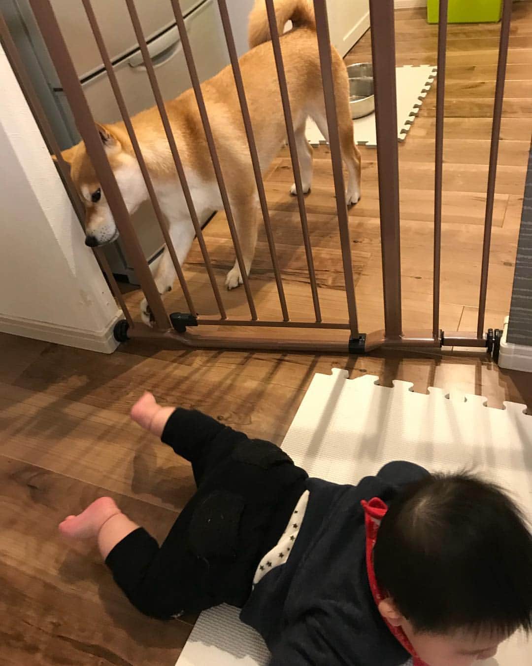 高橋みゆきのインスタグラム：「日曜大工👨💨心坊がやたらと動き回るようになったので👶🎶子供が大きくなると色々あるね😅w歩き回るようになったらどーなることやら😅 #日曜大工 #ベビーゲート #クラ吉まで閉じ込められる #子供の成長と共にこれがあった方がいいよとかこうした方がいいよとかあれば教えて下さいm(__)m」