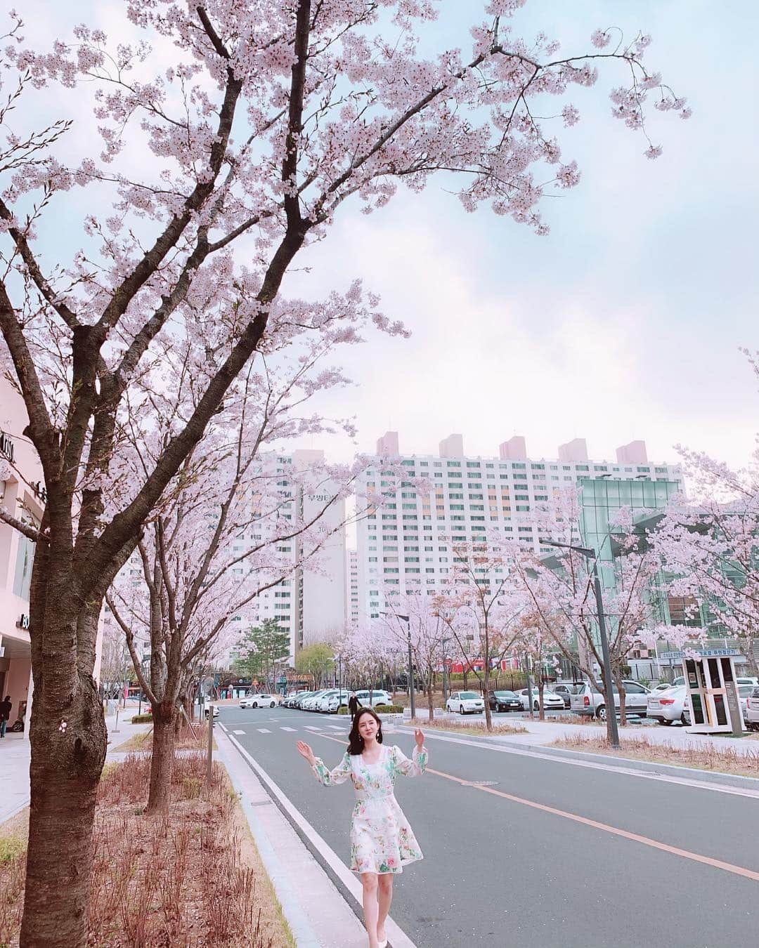 ダヘ さんのインスタグラム写真 - (ダヘ Instagram)「#봄 #미교 는 #대구 !! 날은 흐리지만 #벚꽃만개 🌸🌸」3月30日 17時21分 - jjeon_migyo