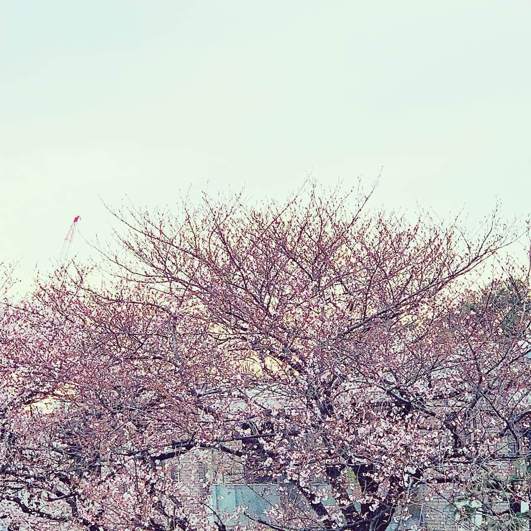 前田ゆかのインスタグラム：「今日はお花見🌸の予定が、 この寒さで ママ友のお宅で桜を愛でながら お花見🌸  #cherryblossom  #桜 #花冷え #花見」