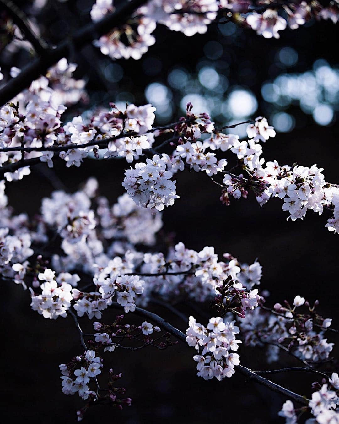 増田由希子さんのインスタグラム写真 - (増田由希子Instagram)「The best time of the year🌸 #sakura #cherryblossom #japan #cherryblossoms #spring #infullbloom 今日の桜 #ソメイヨシノ #桜」3月30日 17時25分 - nonihana_