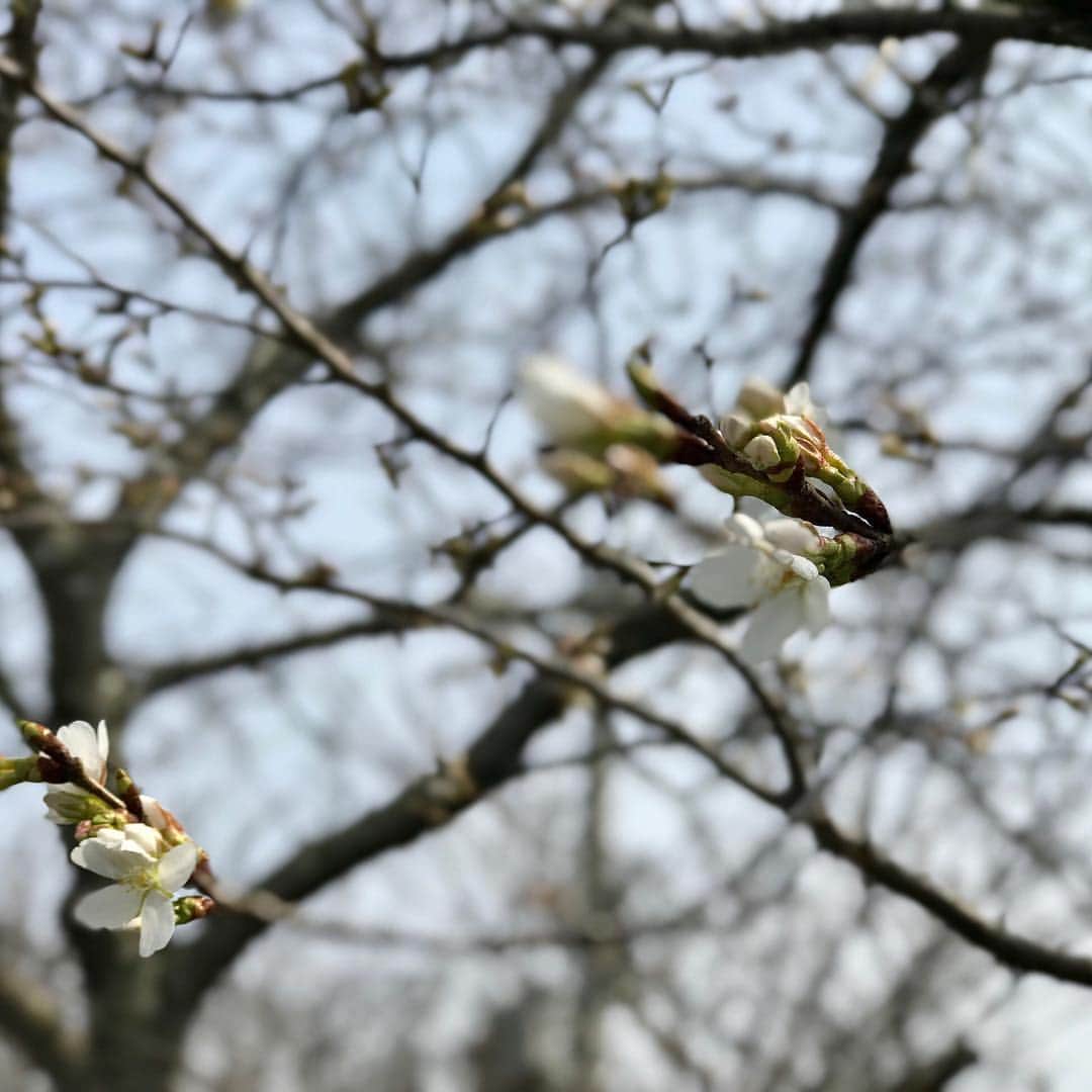 笑福亭瓶吾のインスタグラム：「武庫川沿いの桜は、ようやくチラホラ。#三田市さくら」