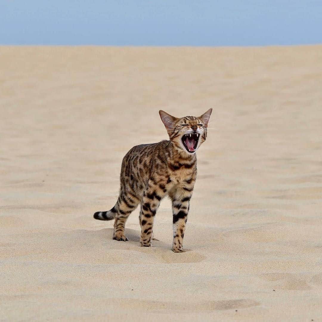 のインスタグラム：「DaaaaaaaaD ~ I found the biggest toilet in the world⠀ ⠀ 📷@nelsonnthecat⠀ ⠀ #meowed #nelsonnthecat #bengal #🇫🇷 #hearmeroar」