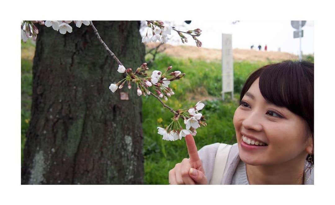大久保涼香さんのインスタグラム写真 - (大久保涼香Instagram)「30年以上前に暮らしていた場所に行ってきましたーっ!! 住んでいた場所の目の前は 荒川の河川敷。  ここは桜並木なんですが…  あれ？ まだ三分咲き？？ 👀  満開は来週かな⁉︎ 🌸🌸🌸 ********** #満開までもう少し #熊谷桜祭り #熊谷桜堤 #さくら #桜 #花冷え #菜の花 #荒川河川敷 #場所によっては咲いていた #cherryblossom #sakura #pink #flowerbuds #instaflower #canola #flowers #cute #saitama」3月30日 18時03分 - sayaka_okubo