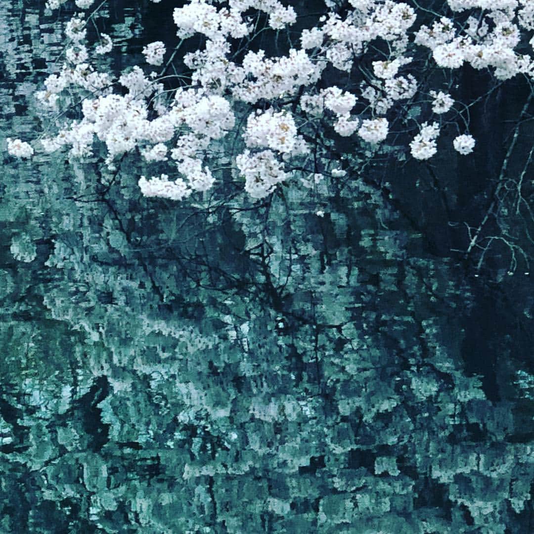 戸田昭吾のインスタグラム：「上：桜 下：水面に映る桜」
