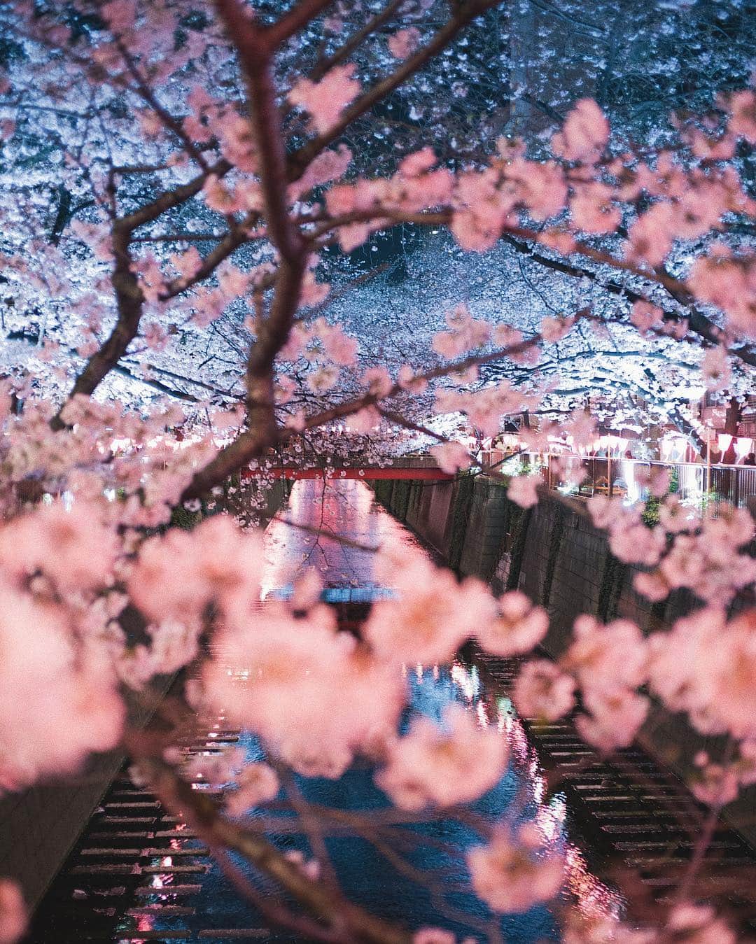 haru wagnusさんのインスタグラム写真 - (haru wagnusInstagram)「Full blooming in Meguro River ❀ ㅤㅤㅤㅤㅤㅤㅤㅤㅤㅤㅤㅤㅤ ㅤㅤㅤㅤㅤㅤㅤㅤㅤㅤㅤㅤㅤ #LeicaM10P #summilux35asph #花見 #桜」3月30日 18時03分 - wagnus