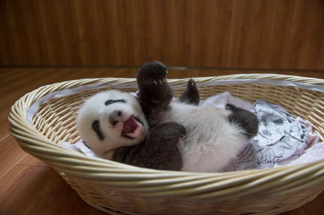 のインスタグラム：「Photo by @amivitale |  A giant panda cub wakes up from nap time in the incubator room at the Bifengxia Giant Panda Breeding and Research Center in Sichuan Province, China. At birth, pandas are blind and weigh only a few ounces, but in six months they can grow to 88 pounds.  After years of research, scientists have learned how to successfully breed pandas in captivity. With an adult population estimated at more than 1,864 wild pandas and 500 captive pandas, they have been upgraded from endangered to threatened. In a region where bad environmental news is common, China is on its way to successfully saving its most famous ambassador.  I recently published my book, Panda Love, featuring my long-term work on these adorable ambassadors made on assignment for @NatGeo. Learn more about this and other conservation successes at @amivitale. #china #pandamonium #pandas #giantpanda #conservation」