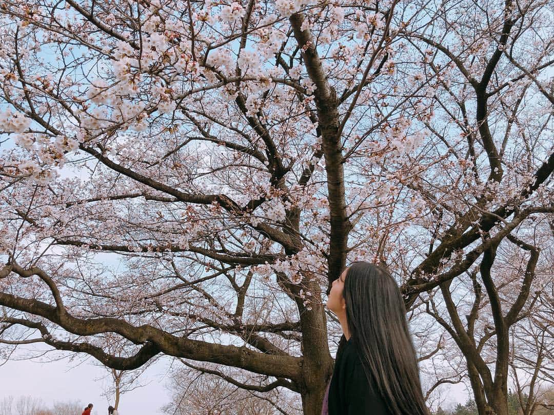 MAYUKIさんのインスタグラム写真 - (MAYUKIInstagram)「. . 昭和記念公園は まだ満開じゃなかったけど 途中から晴れてきて ゆっくりお花見出来てよかった🌸 何回みても素敵だなあ . #sakura #桜 #お花見」3月30日 18時06分 - mayuki_c