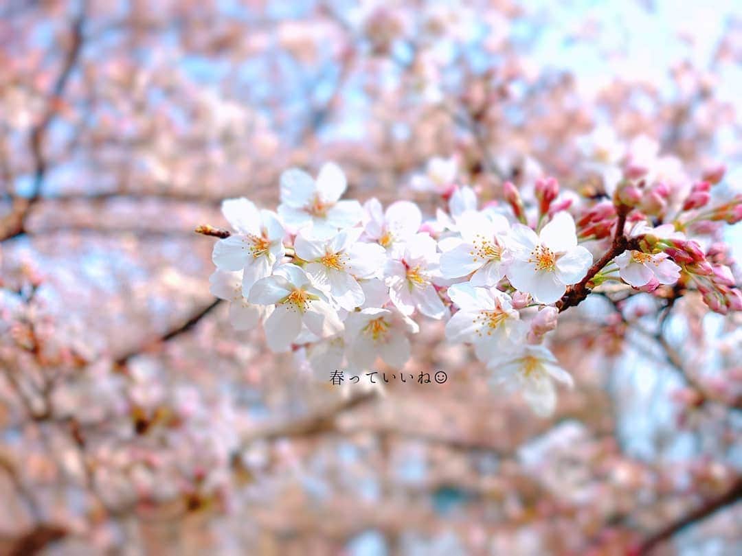 なっつ。さんのインスタグラム写真 - (なっつ。Instagram)「🌸 まだまだ満開ではない ご近所桜。 でもゆっっくり 満開になってくれた方が ながーく楽しめて嬉しい。  出会いの季節。 たくさんのご縁を 大切にして繋げていけたらと 心から思う今日この頃。 またねと言ってもらえるって いいね☺︎ ・ ・ ・ #イマソラ#空#今日の空#sky#ファインダー越しの私の世界#lovers_nippon#桜#cherryblossom#beautifuljapan#はなまっぷ#flower#tokyocameraclub#東京カメラ#colors_of_day#instagramjapan#ig_great_pics#sogood#instagramphoto#なっつのイマソラ」3月30日 18時14分 - punipopo