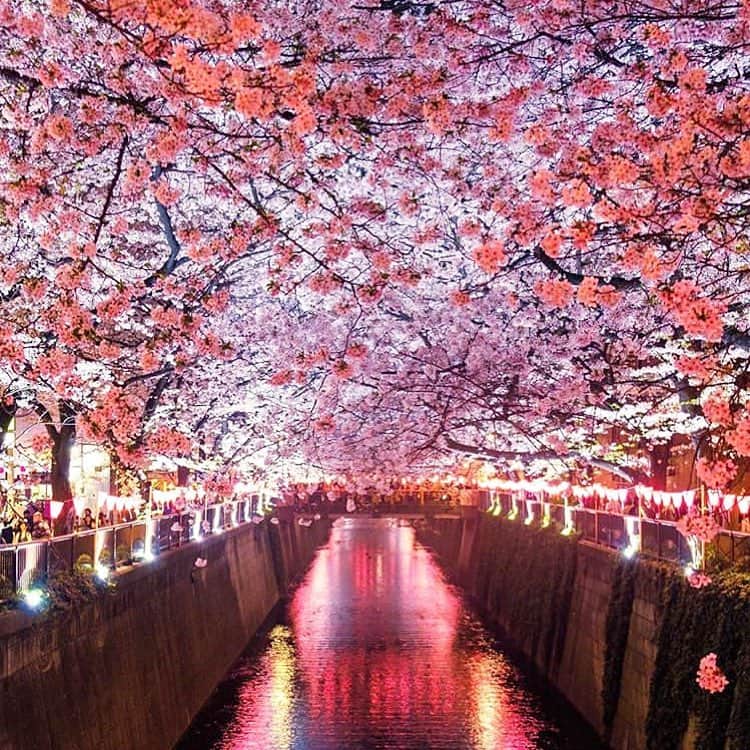 のインスタグラム：「見事に見頃です🌸🌸🌸🌸🌸 #中目黒 #桜 #中目黒古着屋  #中目黒古着屋drop」