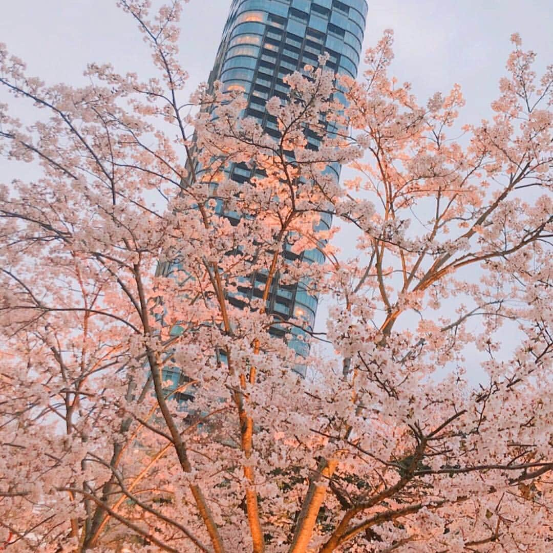 青木美香さんのインスタグラム写真 - (青木美香Instagram)「TOKYO MIDTOWN✨﻿ ﻿ ﻿ 舞台2日目終了😊﻿ ﻿ 両親、親友、インスタ見てきてくださった方など、今日も幸せをいっぱい感じました💖﻿ ﻿ 両親を連れて桜見てきました🌸✨﻿ 明日が最終日❣️﻿ ﻿ 楽しんできます⭐️﻿ ﻿ #ミッドタウン#お花見#桜#六本木#midtown」3月30日 18時44分 - aokimikaa