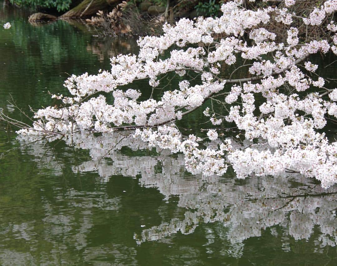 高橋優太さんのインスタグラム写真 - (高橋優太Instagram)「◆撮影データ更新◆ お待たせ致しました！（誰も待ってない 笑） 今の時期の主役！桜の写真です！😌 もうそろそろ満開ですね🌸 色々な桜を撮りましたので随時更新したいと思います👍  #桜 #ソメイヨシノ #染井吉野 #はなまっぷ #写真好きな人と繋がりたい #ファインダー越しの私の世界 #tokyo #japan #満開 #満開の桜  #桜の花」3月30日 19時02分 - yuta.takahasshi