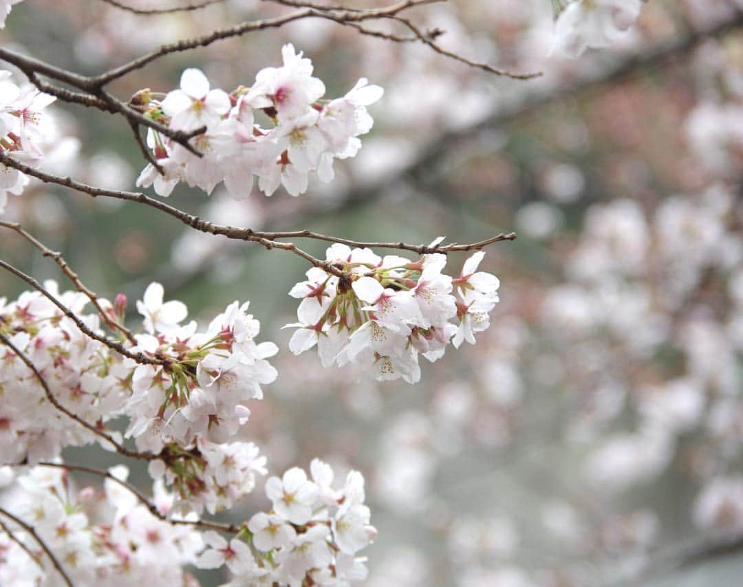 高橋優太のインスタグラム：「◆撮影データ更新◆ お待たせ致しました！（誰も待ってない 笑） 今の時期の主役！桜の写真です！😌 もうそろそろ満開ですね🌸 色々な桜を撮りましたので随時更新したいと思います👍  #桜 #ソメイヨシノ #染井吉野 #はなまっぷ #写真好きな人と繋がりたい #ファインダー越しの私の世界 #tokyo #japan #満開 #満開の桜  #桜の花」
