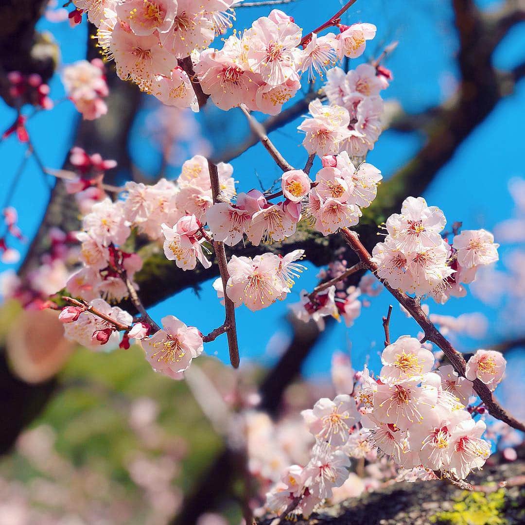 内山理名さんのインスタグラム写真 - (内山理名Instagram)「♥️♥️ ・ 青空に映えるねっ Have a wonderful weekend... ・ #cherryblossom #spring #tokyo #sakura🌸」3月30日 18時59分 - rinauchiyama_official