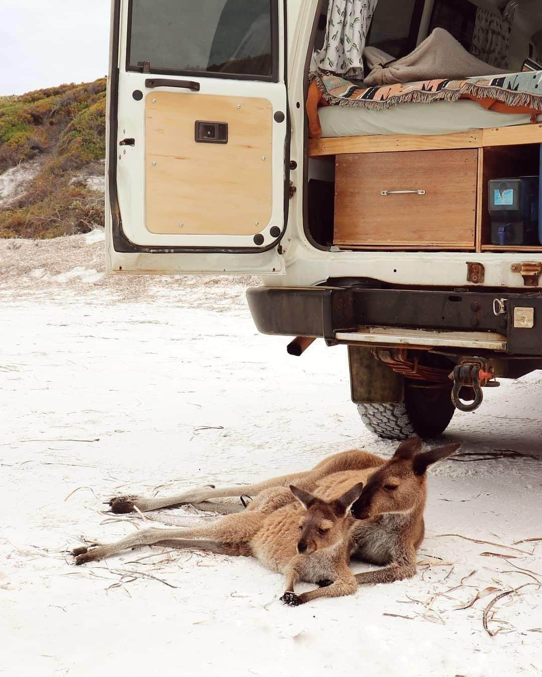 Australiaさんのインスタグラム写真 - (AustraliaInstagram)「For these @westernaustralia locals, a lazy beach day isn’t complete without a spooning session 🥄🙊 According to @saltytravellers, “these two cuties decided to snuggle up right in front of Big Ol' Bell (the van), a special moment that just needed to be captured,” and we’re so glad they did! This is a relatively common scene in #CapeLeGrandNationalPark’s #LuckyBay, as #kangaroos hang out on the white sand all day long here and don’t mind a bit of company from human visitors. If you’re taking a coastal road trip through @australiasgoldenoutback this spot is an absolute must-see, it’s only a 50-minute drive from #Esperance.  #seeaustralia #justanotherdayinwa #goldenoutback #nature #wildlife」3月30日 19時00分 - australia