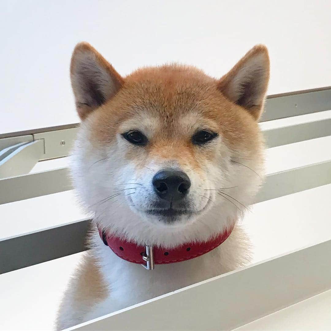 柴犬ハル&保護犬すずさんのインスタグラム写真 - (柴犬ハル&保護犬すずInstagram)「👥 . 「まったく。。。 夫婦喧嘩は、犬も食いません」 . #どうでもいいことで朝からケンカ #おかーしゃーんキレる #朝の急いでる時はダメですね #というわけで今からおとーしゃーんのおごりで焼肉 #ハルは知っている、、、 #おとーしゃーん何も悪いことしてなかったよ？笑 .  #柴犬#柴#kagoshima#dog#puppy#shibainu#shibastagram#いぬバカ部#family#鹿児島#赤柴#雑種#天文館#日本犬#ケンカ#喧嘩#夫婦#夫婦喧嘩」3月30日 19時00分 - haruharu040777