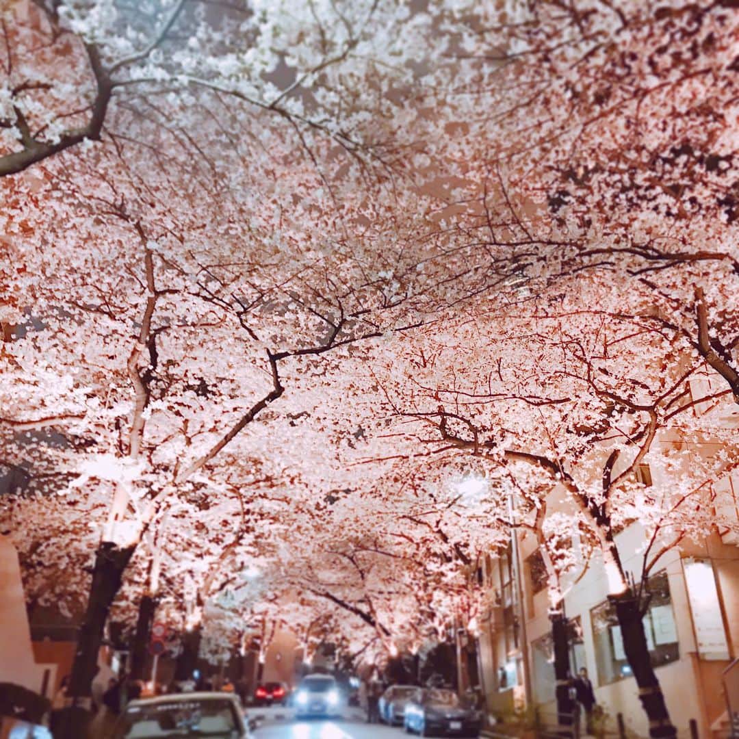 のインスタグラム：「毎日、各地の桜で癒される。 . #六本木一丁目 #アークヒルズ #桜 #満開 #夜桜 #桜探訪 #都会の桜 #お花見 #春 #桜のトンネル #tokyo #roppongi #cherryblossom #springhascome #🌸」