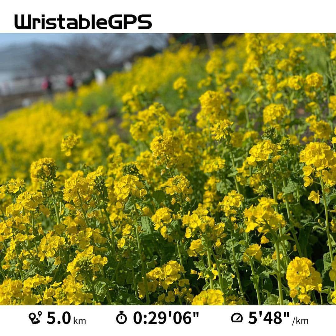 坂野志津佳さんのインスタグラム写真 - (坂野志津佳Instagram)「今日のラン🏃‍♀️🌼 新元号、何になるのかな？ ちょっとわくわく。  #ランニング #ランニング女子 #トレーニング #筋トレ女子 #スポーツ女子 #ヨガインストラクター  #run #running #workout #tokyo #japan #epson #epsonview #nrc #flower  #花 #菜の花」3月30日 19時15分 - oshizu0511