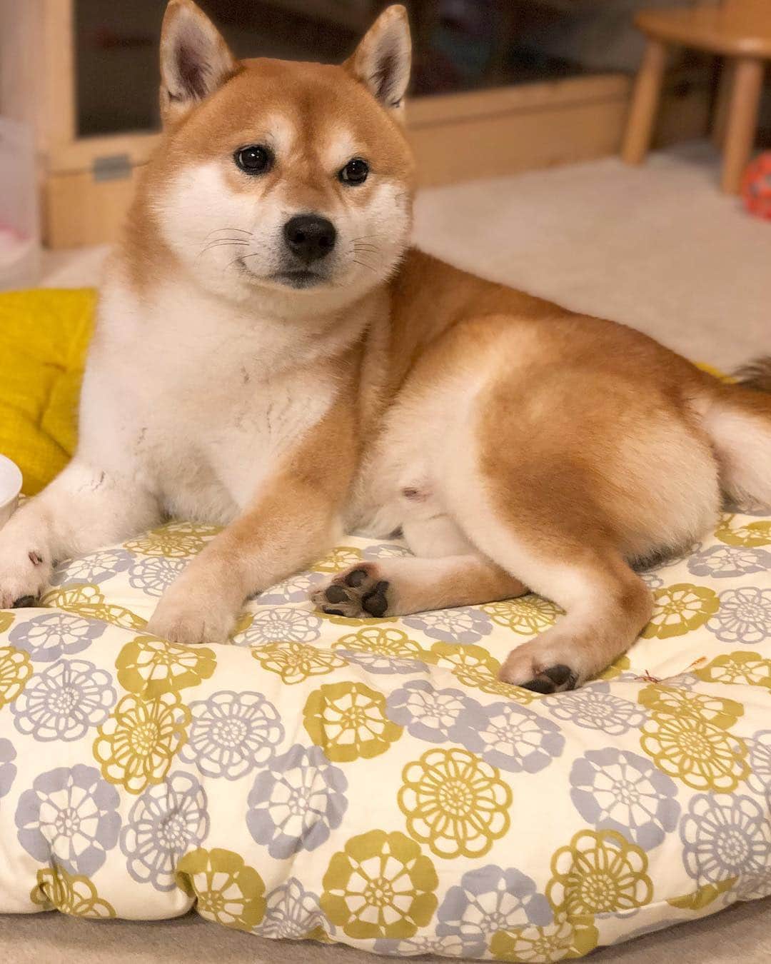せんべえのインスタグラム