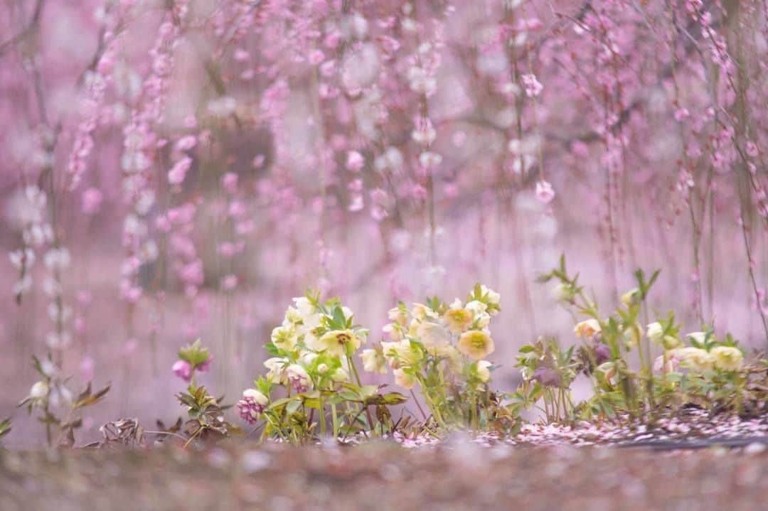 花の写真館のインスタグラム：「Photo by Daisuke Kawaguchi.⠀ https://www.facebook.com/daisuke.kawaguchi.167⠀ .⠀ Original Post[投稿頂いたURL]⠀ https://www.facebook.com/photo.php?fbid=2093321330788604⠀ .⠀ 本アカウントは、 #私の花の写真 をつけてInstagramに投稿された皆さまの花の写真や、「花の写真館」Facebookページで投稿された花の写真を紹介します。⠀ 「花の写真館」Facebookページは、「 @floral.photograph 」のプロフィールにあるURLからご覧ください。⠀ .⠀ #花の写真館 #floralphotograph #floralphoto #flower #flowers #富士フイルム #FUJIFILM⠀ Follow: @floral.photograph」