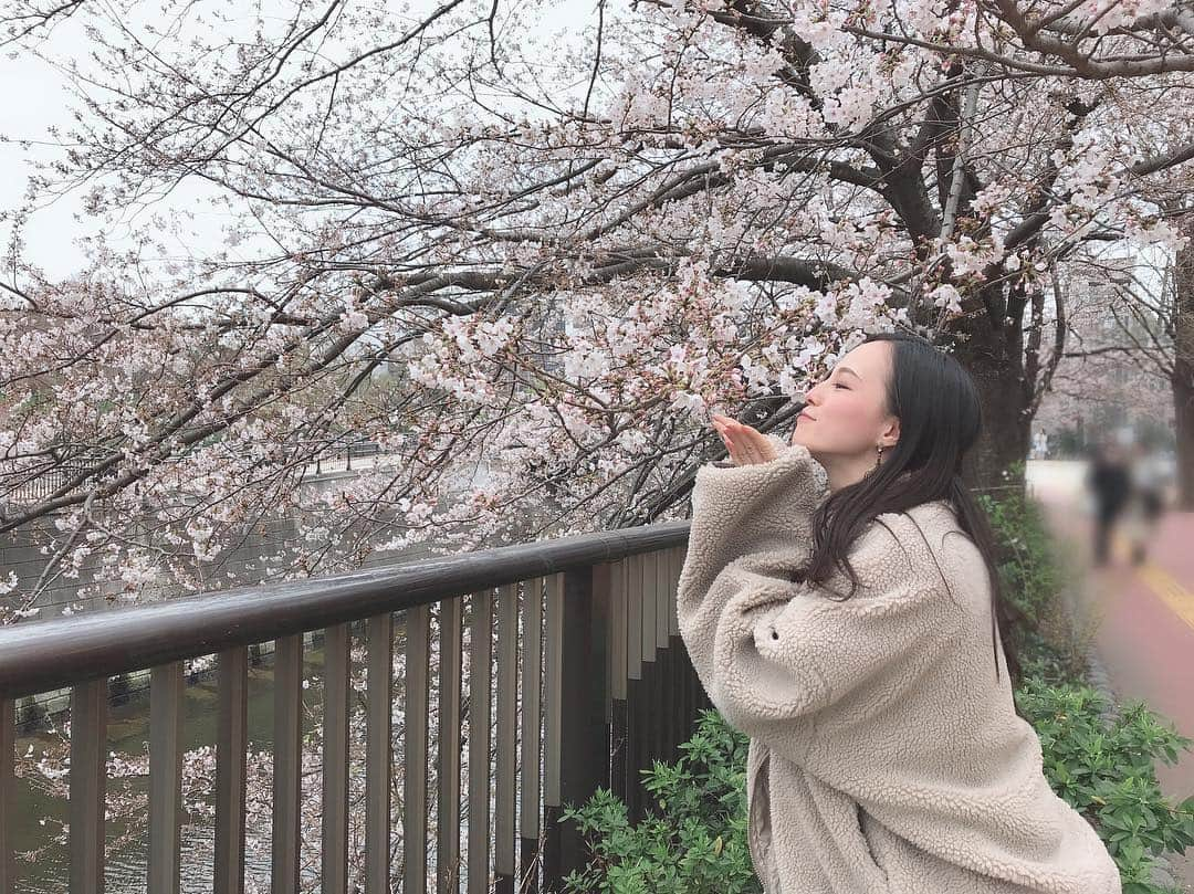 大湖せしるさんのインスタグラム写真 - (大湖せしるInstagram)「・ ❀︎❀︎❀︎❀︎❀︎❀︎❀︎❀︎❀︎❀︎ 待ち遠しいこの季節。 一年越しの桜。 やっぱ好きやなぁ 春。 桜って なんでこんなに わくわくさせてくれるんやろ。 春は 出逢いと別れ。 そうやって人と人が 繋がってくんやなぁ。 ❀︎❀︎❀︎❀︎❀︎❀︎❀︎❀︎❀︎❀︎ #桜 #大好き #一番好き #やっと会えた #待ってたよ  #春 #ぽかぽか #心地良い  #もっとお花見したい」3月30日 19時32分 - cecile_daigo