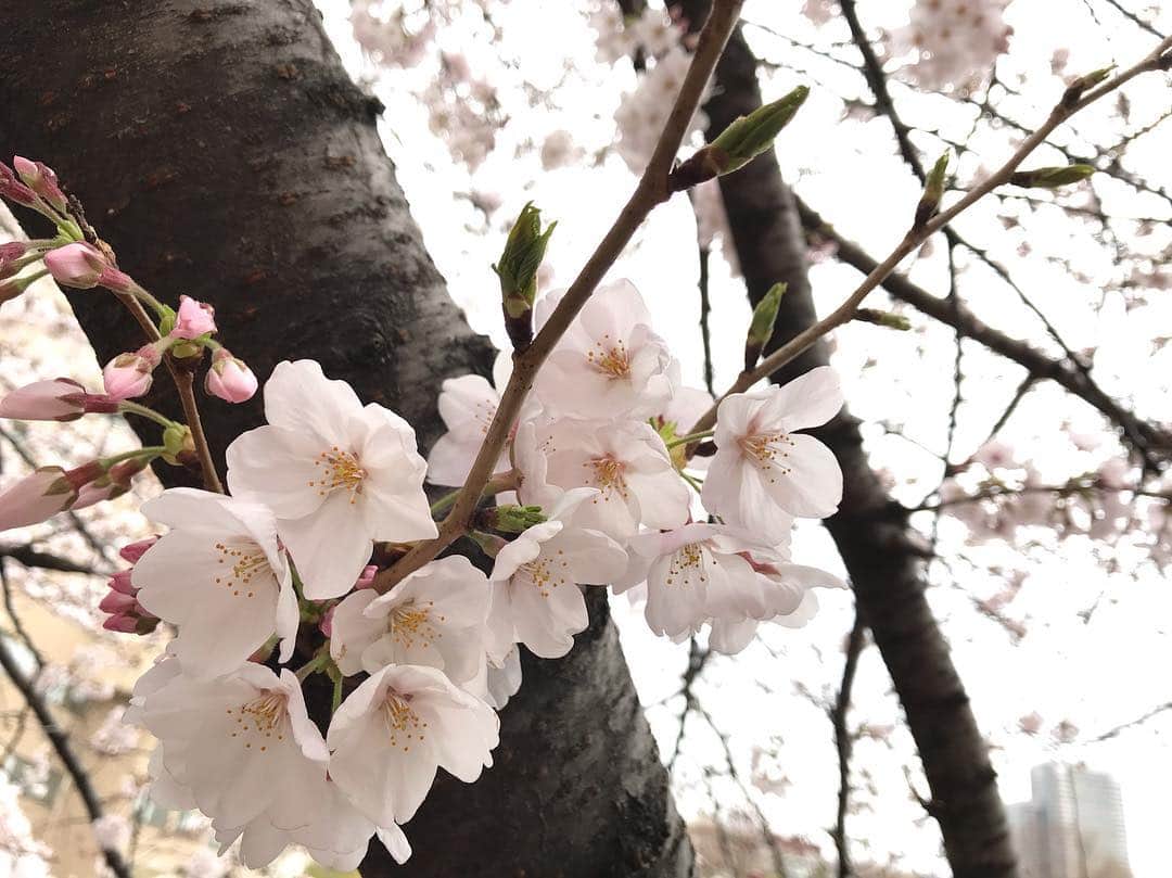 大湖せしるさんのインスタグラム写真 - (大湖せしるInstagram)「・ ❀︎❀︎❀︎❀︎❀︎❀︎❀︎❀︎❀︎❀︎ 待ち遠しいこの季節。 一年越しの桜。 やっぱ好きやなぁ 春。 桜って なんでこんなに わくわくさせてくれるんやろ。 春は 出逢いと別れ。 そうやって人と人が 繋がってくんやなぁ。 ❀︎❀︎❀︎❀︎❀︎❀︎❀︎❀︎❀︎❀︎ #桜 #大好き #一番好き #やっと会えた #待ってたよ  #春 #ぽかぽか #心地良い  #もっとお花見したい」3月30日 19時32分 - cecile_daigo