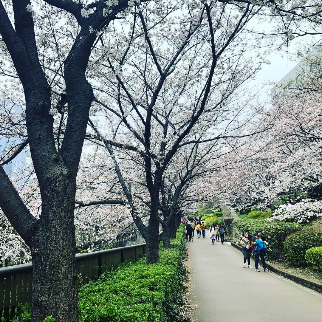 庄司ゆうこさんのインスタグラム写真 - (庄司ゆうこInstagram)「今日は最後の検診に行ってきました^_^ 去年の8月に妊娠発覚して、約8ヶ月間通い続けていたので、ラストとなると何だかちょっぴり寂しい気もしますね😂来週からいよいよ入院‼️ しかしまだ子宮口が全然開いてないらしく、遅れちゃうかもと言われてしまい、もっと歩いてくださいだって😂 なので今日も恵比寿→中目黒→代官山→西郷山公園→恵比寿と歩きまわって、なんとか1万歩達成‼️こうなったら入院する日まで毎日歩こう😂 目黒川は桜も満開で中目黒公園にはお花もいっぱい咲いてました🌷 #ウォーキング#桜満開#目黒川#中目黒#代官山#西郷山公園#パワースポット#妊婦#妊娠38週#臨月#妊婦ウォーキング#1万歩達成#マタニティ#アクティブ妊婦#平成最後の花見」3月30日 19時55分 - yuko.shoji