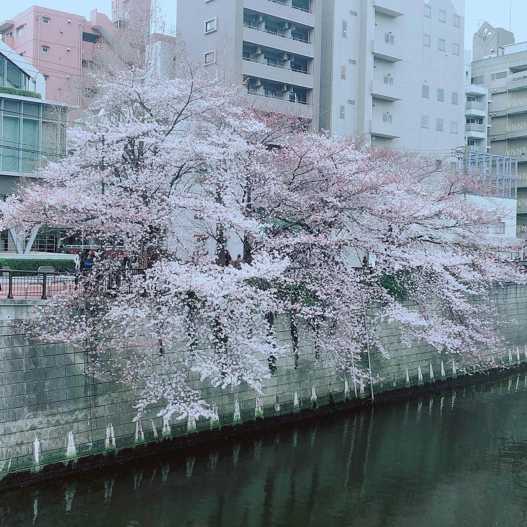 庄司ゆうこさんのインスタグラム写真 - (庄司ゆうこInstagram)「今日は最後の検診に行ってきました^_^ 去年の8月に妊娠発覚して、約8ヶ月間通い続けていたので、ラストとなると何だかちょっぴり寂しい気もしますね😂来週からいよいよ入院‼️ しかしまだ子宮口が全然開いてないらしく、遅れちゃうかもと言われてしまい、もっと歩いてくださいだって😂 なので今日も恵比寿→中目黒→代官山→西郷山公園→恵比寿と歩きまわって、なんとか1万歩達成‼️こうなったら入院する日まで毎日歩こう😂 目黒川は桜も満開で中目黒公園にはお花もいっぱい咲いてました🌷 #ウォーキング#桜満開#目黒川#中目黒#代官山#西郷山公園#パワースポット#妊婦#妊娠38週#臨月#妊婦ウォーキング#1万歩達成#マタニティ#アクティブ妊婦#平成最後の花見」3月30日 19時55分 - yuko.shoji