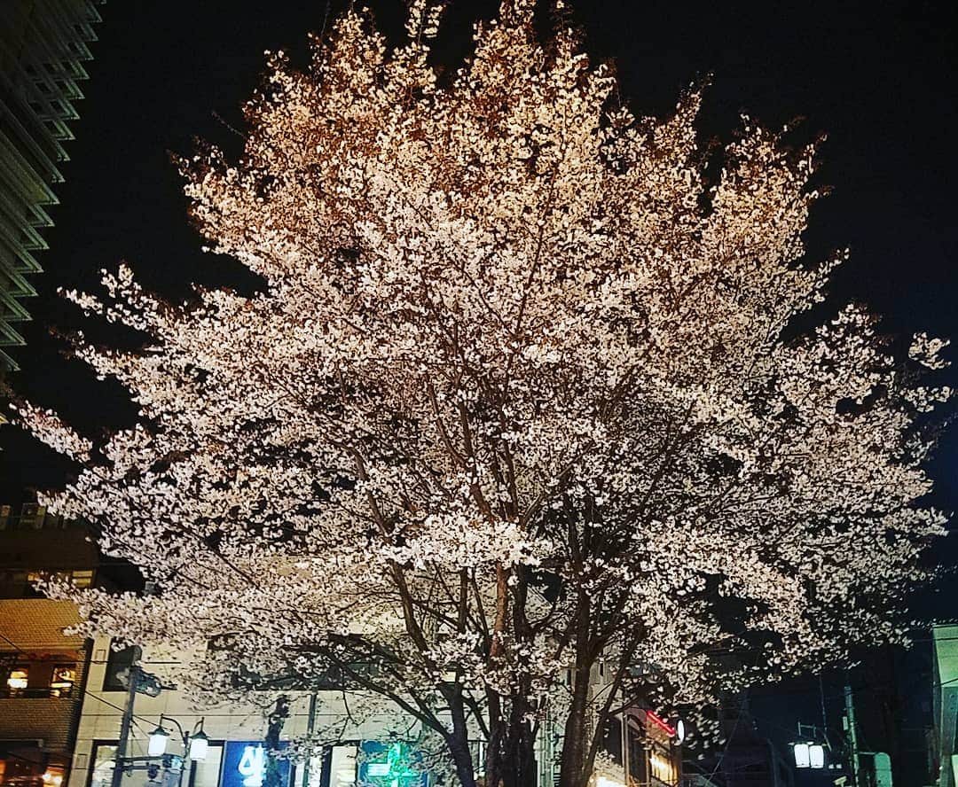 常世晶子さんのインスタグラム写真 - (常世晶子Instagram)「疲れを癒してくれるサクラ。 もう満開なんですね🌸  #夜桜 #きれい」3月30日 20時13分 - tokoyo_shoko