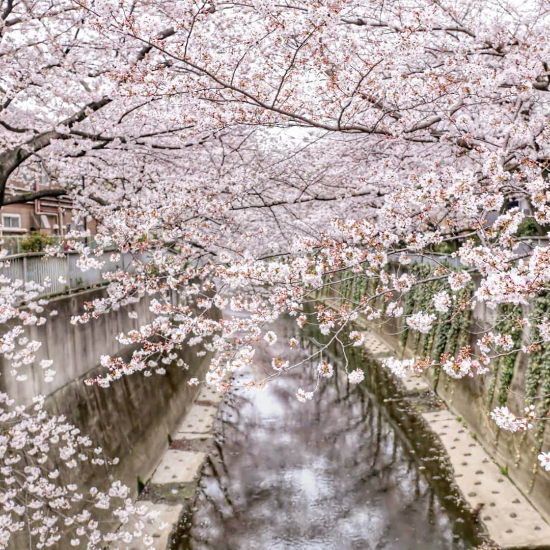 く～さんのインスタグラム写真 - (く～Instagram)「こんばんは。  お天気が心配されましたが、本日は東中野の神田川桜並木でお花見をしてきました。  わずか数日で満開状態🌸モコモコの桜は可愛いなぁ。水曜日のネコちゃんを飲みながらのんびり。  その後は花より団子で讃岐屋の熱々出来立てのみたらし団子を食べました✨美味しい♥️です。  中目黒の桜並木には敵いませんが、東中野の桜並木もいいですよ☺️オススメ。 #桜 #桜前線2019 #東京花見スポット #はなまっぷ #花部 #ソメイヨシノ #東京 #東中野 #神田川 #ヤッホーブルーイング #水曜日のネコ #ビール #ビール好き #ビール女子 #飲酒タグラム #酒好きな人と繋がりたい #外飲み #花見 #beer #cherryblossom #tokyo #igersjp #tokyocameraclub #flowers #beertography」3月30日 20時06分 - cafecafecoo