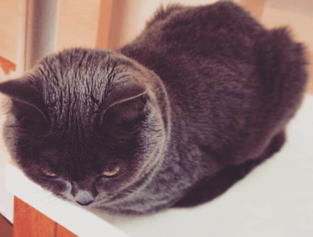 チキン南蛮カレーのルウ王子のグルメインスタ