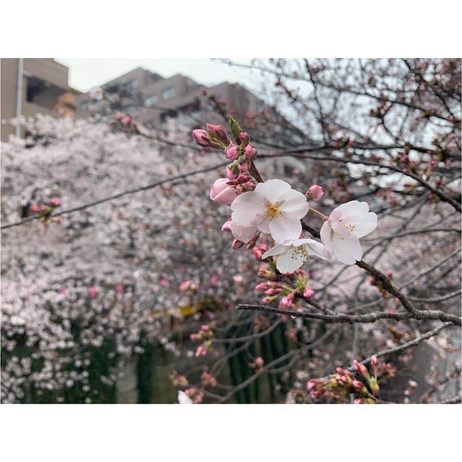 浅倉カンナさんのインスタグラム写真 - (浅倉カンナInstagram)「桜綺麗だった🌸 やっぱりこういうのは写真より実物が1番。」3月30日 20時11分 - a_kanna_
