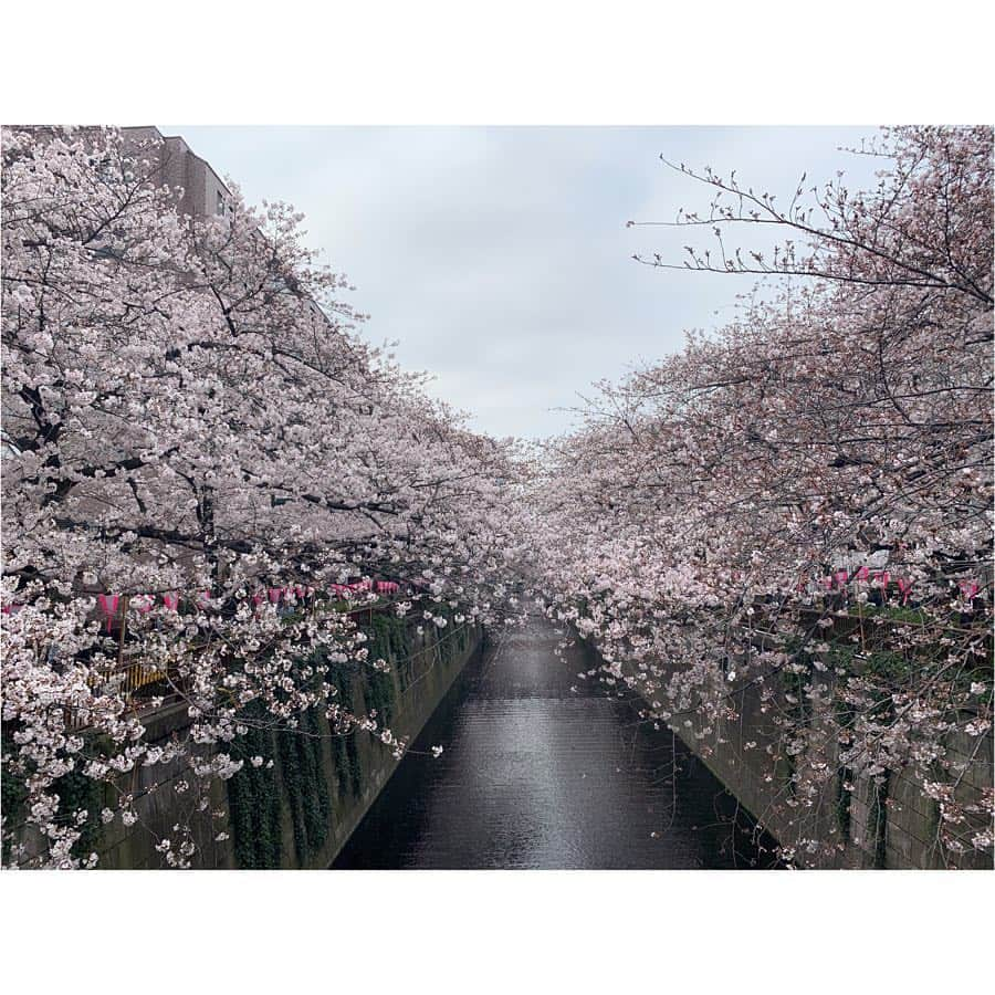 浅倉カンナさんのインスタグラム写真 - (浅倉カンナInstagram)「桜綺麗だった🌸 やっぱりこういうのは写真より実物が1番。」3月30日 20時11分 - a_kanna_