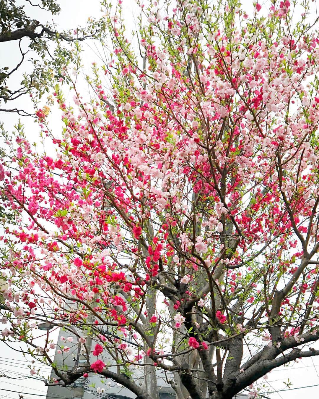 神崎恵さんのインスタグラム写真 - (神崎恵Instagram)「息子と「ダンボ」🐘🎪を観に行った帰り道は桜を🌸眺めながら。 オフィスに迎えるグリーンを見に寄った @biotop_official で可愛い鉢を。 先日撮影でいただいたジャスミンも植え替え完了。 みずみずしくてキレイ。 花に癒された一日。」3月30日 20時14分 - megumi_kanzaki