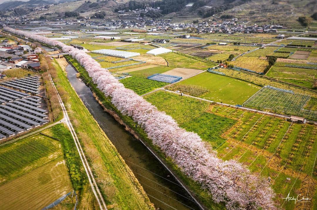 アンディ・チェンさんのインスタグラム写真 - (アンディ・チェンInstagram)「#流川桜並木 #うきは  #mavic2pro #dji  #art_of_japan  #art_of_japan_  #櫻花 #春天 #風景 #風景攝影 #旅遊攝影  #写真好きな人と繋がりたい #さくら #花見  #インスタ映え #ドローン撮影」3月30日 20時18分 - myhiro99