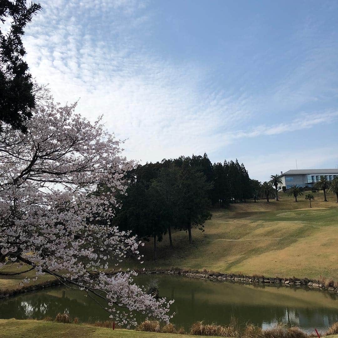 宮崎宣子さんのインスタグラム写真 - (宮崎宣子Instagram)「宮崎ゴルフ⛳️🏌️‍♀️ 美々津カントリークラブへ💓 ここは本当に難しいです😭 朝は涼しかったのに、すぐに20度越え🏌️‍♀️ 海を見下ろしながらのゴルフは最高ですよー🏝 桜が少し咲いてました🌸  I played golf in Miyazaki prefecture.  #宮崎ゴルフ #桜ゴルフ #美々津カントリークラブ #ゴルフ女子 #ゴルフウェア #アルチビオ #アルチビオコーデ #golf #golfgirl #golfwear #archivio #golflover #miyazakigolf」3月30日 20時20分 - miyazaki_nobuko