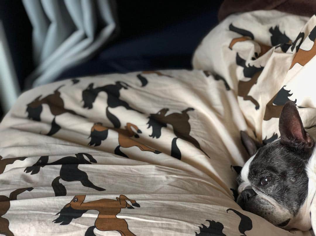 shin1ohnoさんのインスタグラム写真 - (shin1ohnoInstagram)「Find a #bostonterrier」3月30日 20時30分 - shin1ohno