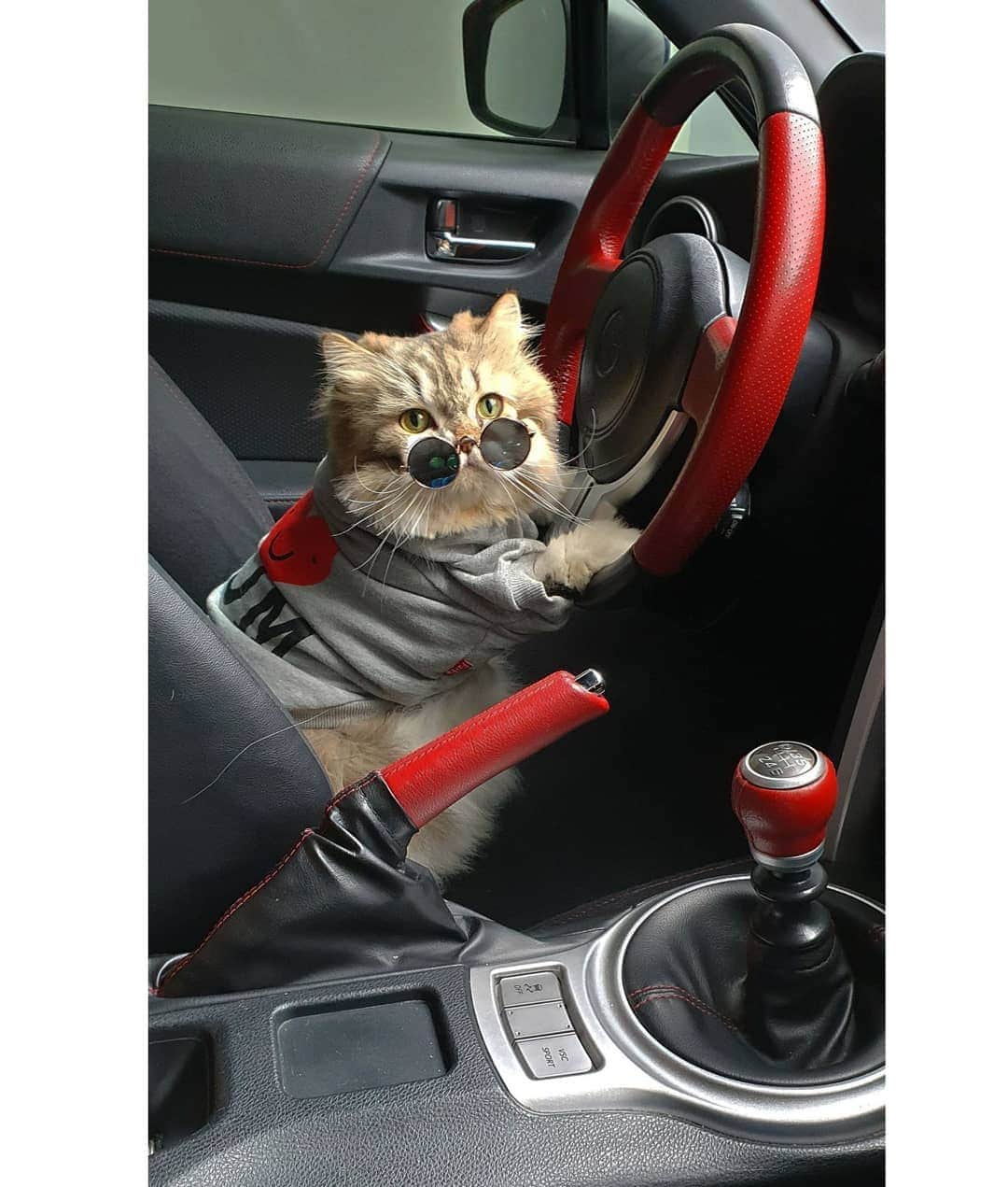 Kenshin & Chloeyさんのインスタグラム写真 - (Kenshin & ChloeyInstagram)「👍Your uber cat driver has arrived♥️cat über with the best kitty driver😁#catuber」3月30日 20時38分 - kitty.chloeykenshin