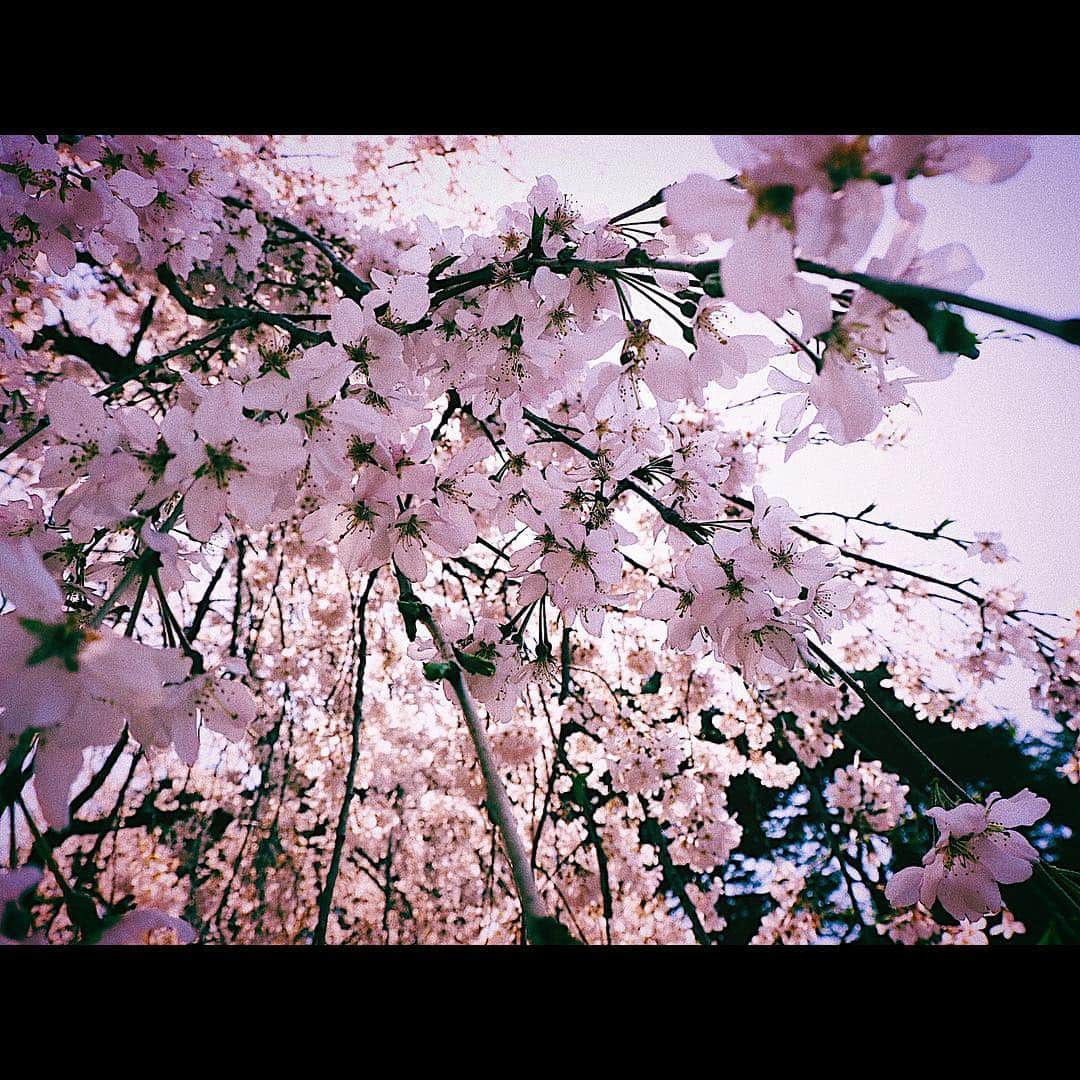 平祐奈さんのインスタグラム写真 - (平祐奈Instagram)「もしツア見てくれてありがとう。 桜綺麗だったね✨写真はしだれ桜🌸 小峠さんの頭もしだれ桜✨あ、みだれざくらかな…？ そして三瓶さんお疲れ様でした。 最後はいい食べっぷりの三瓶さん 最後の日本食🍣 @sanpei1123  みなさんもぜひお花見行かれてください🌸 #もしツア #上野公園 #新宿御苑 #三瓶 さん #小峠英二 さん  #お二人は同い年なんだって #なんて日だっ #使い方のタイミングが #イマイチわからぬ  #そんな日だ #なんて日だっ #TGCありがとうございました #いい日だっ」3月30日 20時44分 - yunataira_official