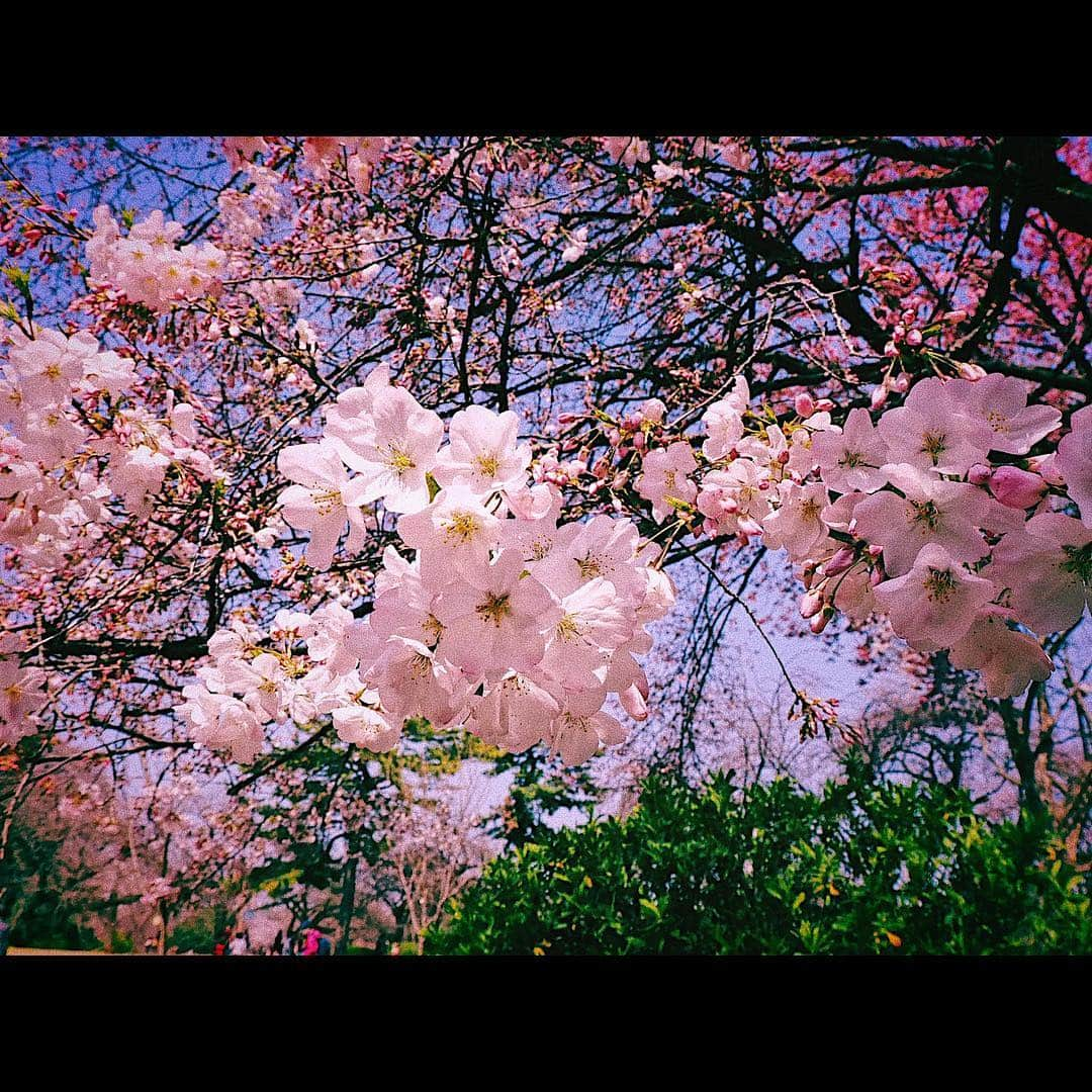 平祐奈さんのインスタグラム写真 - (平祐奈Instagram)「もしツア見てくれてありがとう。 桜綺麗だったね✨写真はしだれ桜🌸 小峠さんの頭もしだれ桜✨あ、みだれざくらかな…？ そして三瓶さんお疲れ様でした。 最後はいい食べっぷりの三瓶さん 最後の日本食🍣 @sanpei1123  みなさんもぜひお花見行かれてください🌸 #もしツア #上野公園 #新宿御苑 #三瓶 さん #小峠英二 さん  #お二人は同い年なんだって #なんて日だっ #使い方のタイミングが #イマイチわからぬ  #そんな日だ #なんて日だっ #TGCありがとうございました #いい日だっ」3月30日 20時44分 - yunataira_official