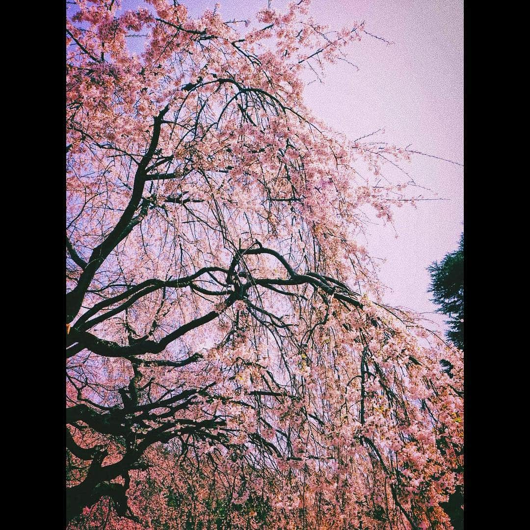 平祐奈さんのインスタグラム写真 - (平祐奈Instagram)「もしツア見てくれてありがとう。 桜綺麗だったね✨写真はしだれ桜🌸 小峠さんの頭もしだれ桜✨あ、みだれざくらかな…？ そして三瓶さんお疲れ様でした。 最後はいい食べっぷりの三瓶さん 最後の日本食🍣 @sanpei1123  みなさんもぜひお花見行かれてください🌸 #もしツア #上野公園 #新宿御苑 #三瓶 さん #小峠英二 さん  #お二人は同い年なんだって #なんて日だっ #使い方のタイミングが #イマイチわからぬ  #そんな日だ #なんて日だっ #TGCありがとうございました #いい日だっ」3月30日 20時44分 - yunataira_official