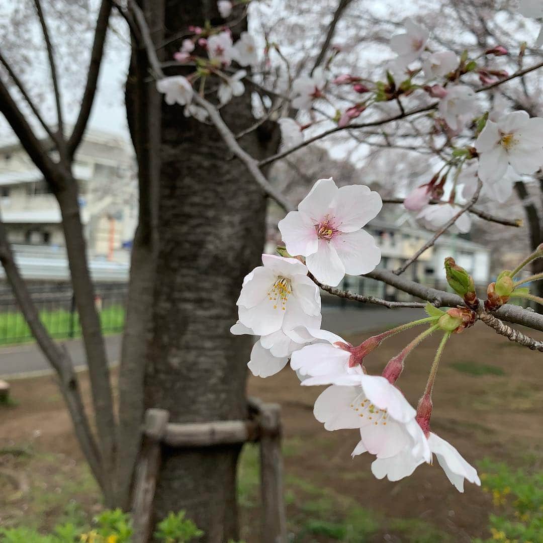 ゴンゾーさんのインスタグラム写真 - (ゴンゾーInstagram)「Sakura in Japan.」3月30日 20時44分 - gonzotambourine